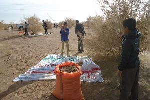 گردآوری بذر تاغ در اصفهان برای پیشگیری از فرسایش بادی 