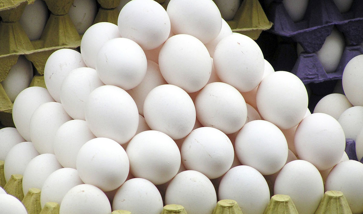 توزیع تخم‌مرغ به قیمت مصوب ستاد تنظیم بازار در چهارمحال و بختیاری آغاز شد
