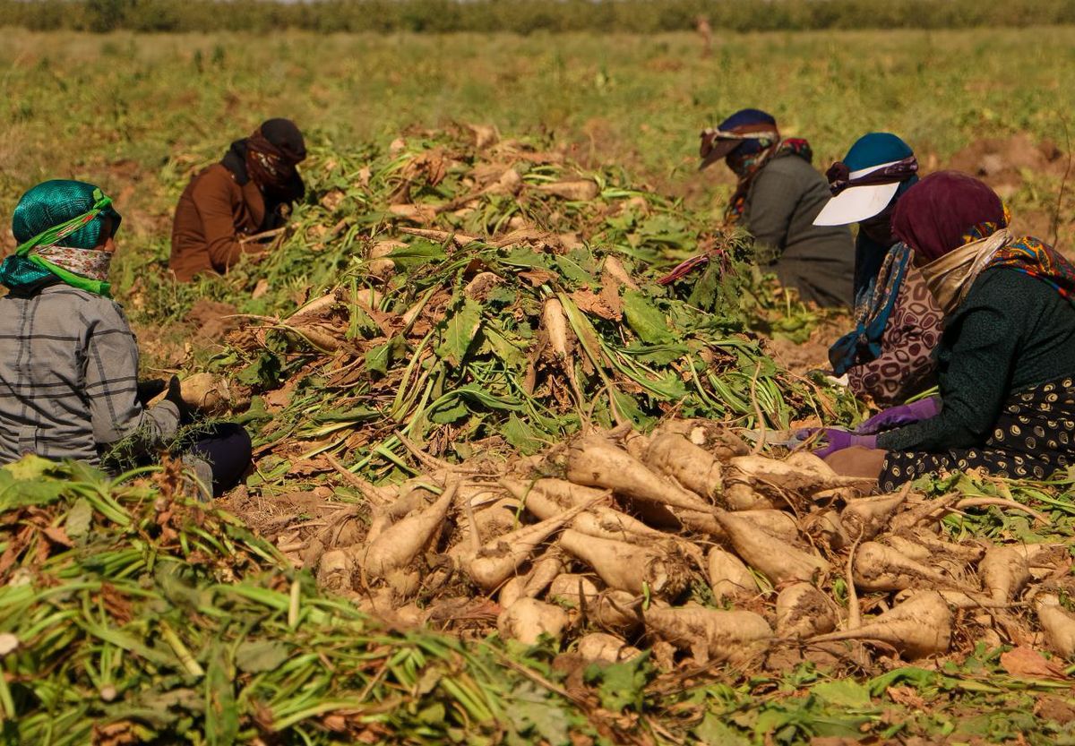 90 درصد محصول چغندر قند از اراضی کشاورزی استان قزوین برداشت شد