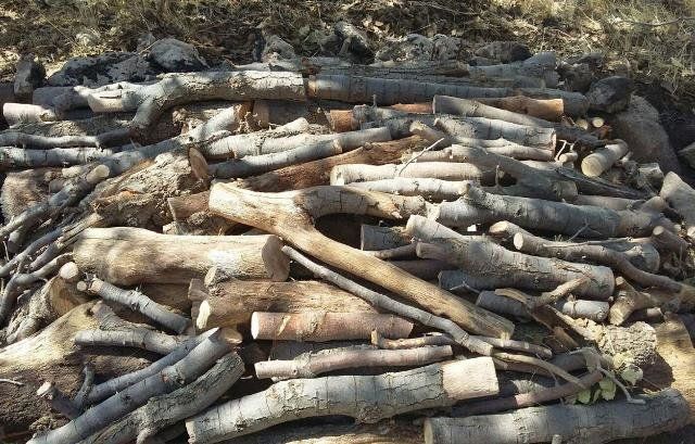 ۵ تن چوب قاچاق بلوط در لردگان کشف شد  
