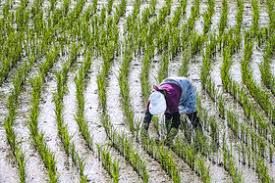 زمان کشت تولید برنج در گیلان رو به کاهش است