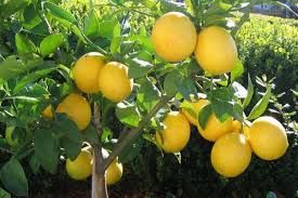 ۳ تن لیمو ترش قاچاق در یزد کشف شد 