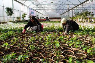 ۹۹۰ نفر اشتغالزایی در بخش کشاورزی شهرستان قزوین ایجاد شد