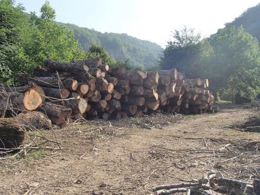 متخلف قطع درختان بلوط در منطقه حفاظت شده هلن دستگیر شد
