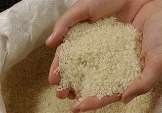 برنج کشاورزان مازندرانی و گیلانی خریداری می شود