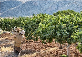 مشکلات انجیرکاران «نی ریز» نیاز به هرس دارد