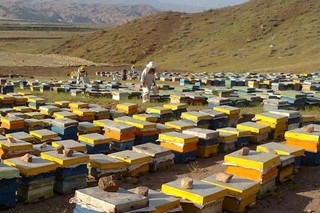 زنبورداران تحت پوشش صندوق بیمه اجتماعی کشاورزان قرار می‌گیرند