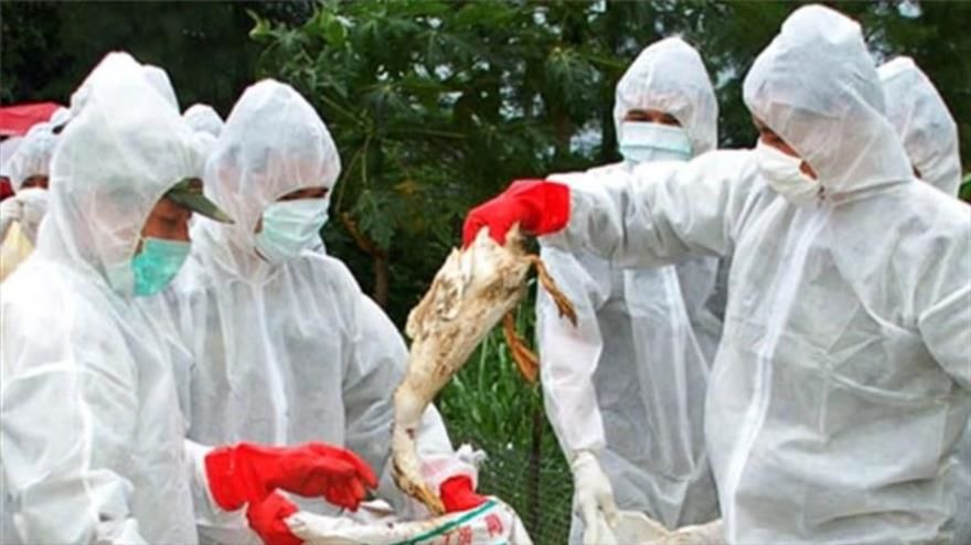  ۷۰۰ هزار قطعه مرغ و ۷ تن تخم مرغ در استان اصفهان معدوم شد/شناسایی ۲۲ کانون آلوده