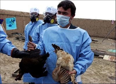 احتمال انتقال آنفلوانزای فوق حاد پرندگان به انسان بسیار کم است/ آنفلوآنزای H۵ از طریق خوراکی منتقل نمی‌شود
