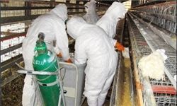 آنفلوآنزای پرندگان ابتلای انسانی در ایران نداشته است