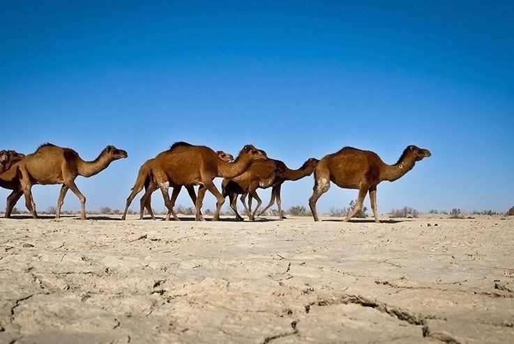 شترهای سرگردان جان می‌گیرند