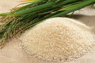 تولید برنج ترا ریخته در کشور مطلقاً ممنوع است