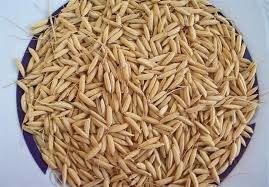 توزیع ۱۵۰۰تن بذر گواهی شده برنج در گیلان