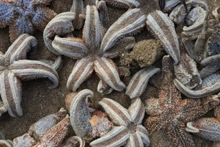 تجمع ده ها هزار ستاره دریایی مرده در ساحل انگلیس