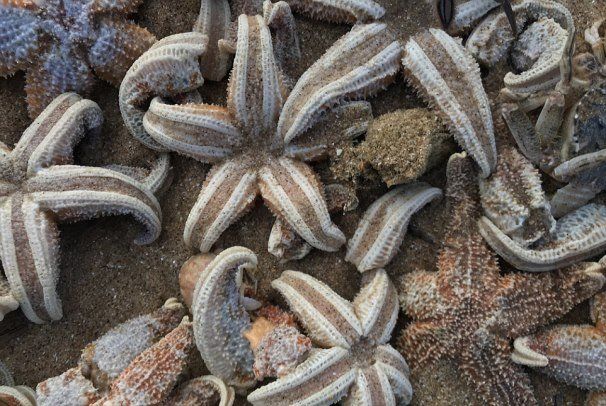 تجمع ده ها هزار ستاره دریایی مرده در ساحل انگلیس