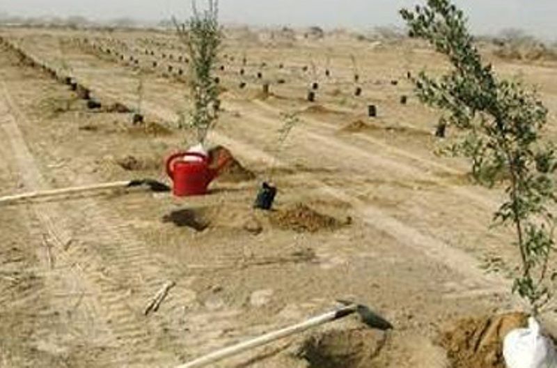 ۹۰۰هکتار از اراضی بیابانی یزد در سال جاری نهال کاری شده است 