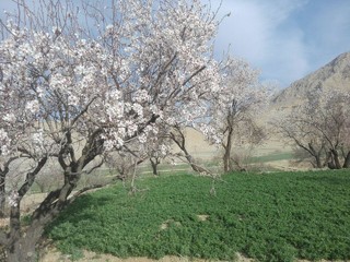 درختان بادام در استان چهارمحال و بختیاری به گل نشستند