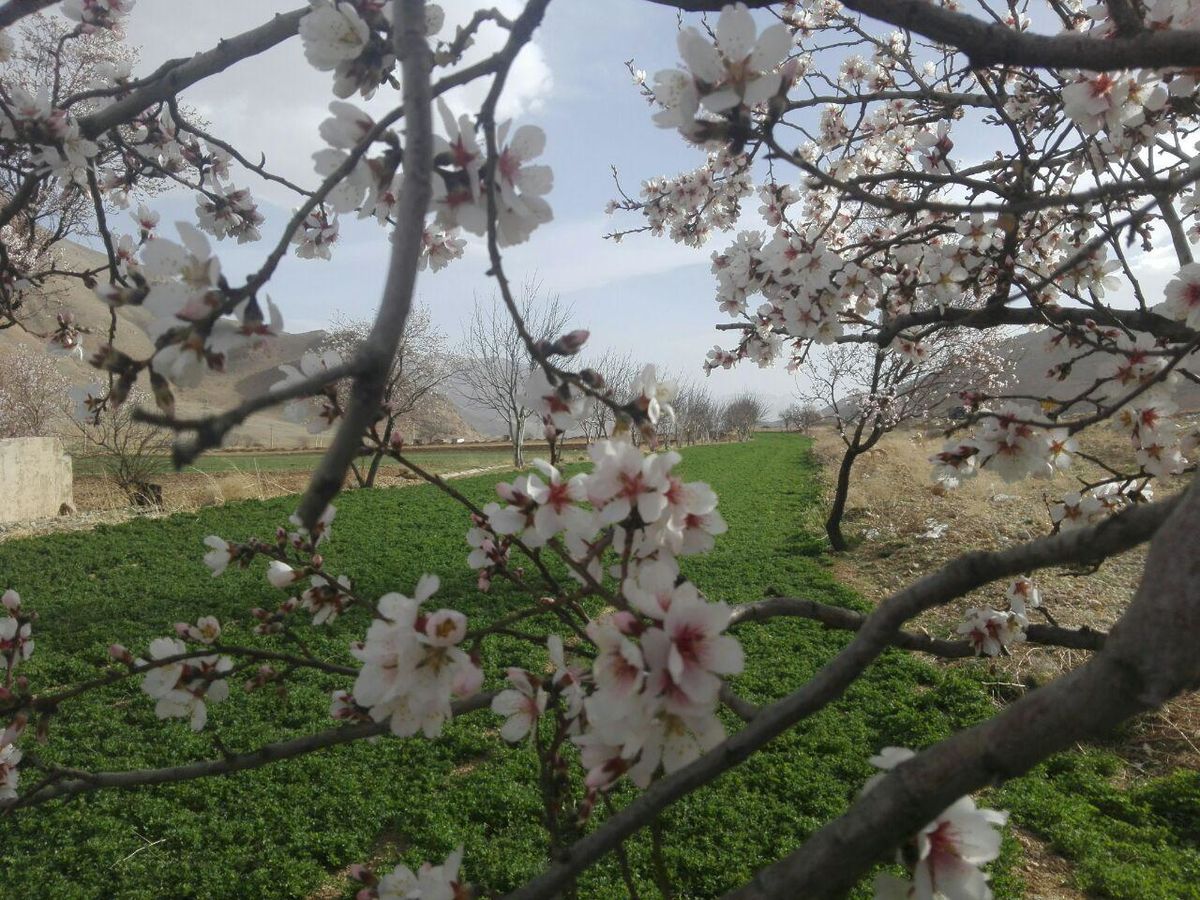 درختان بادام در استان چهارمحال و بختیاری به گل نشستند 