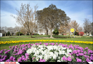 گل آرایی ویژه محدوده اطراف حرم مطهر رضوی در استقبال از بهار ۹۹