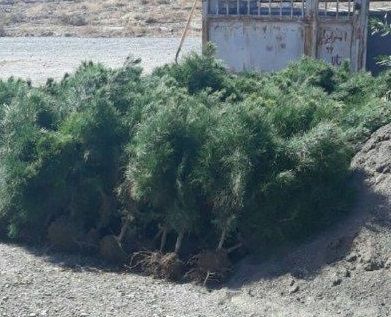 ۱۳ هزار اصله درخت  در شهرستان رشتخوار توزیع شد