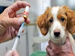 واکسیناسیون بیش از  ۴۰۰۰ قلاده سگ صاحبدار در استان یزد