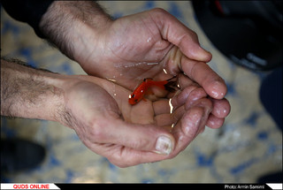 خرید ماهی قرمز برای نوروز / گزارش تصویری