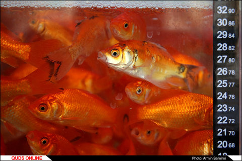 خرید ماهی قرمز برای نوروز