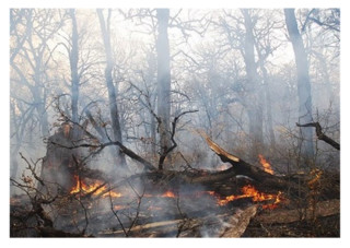 آتش‌سوزی جنگل‌های استان گیلان مهار شد