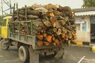 ۱۵تن چوب غیرمجاز در خراسان شمالی کشف شد