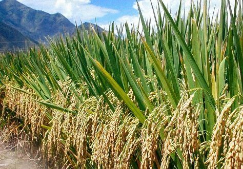 درآمد 700 میلیارد تومانی فروش محصولات کشاورزی شهرستان بردسکن