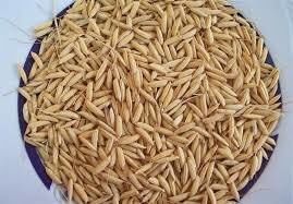 افزایش تولید محصول با استفاده از بذور گواهی شده برنج