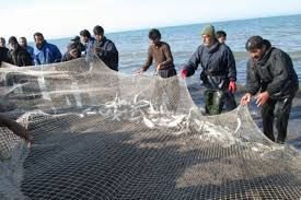 کم آبی بازسازی ذخایر ماهی دریای خزر را تهدید می‌کند