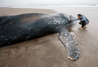 تلاش ناکام برای به آب بردن دوباره نهنگ به ساحل آمده در آرژانتین
