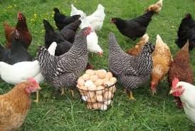 فروش مرغ خانگی یکی از عوامل مهم شیوع بیماری های مشترک است