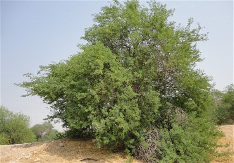 ۵ دلیل خطرناک بودن کاشت "درخت کهور" در ایران
