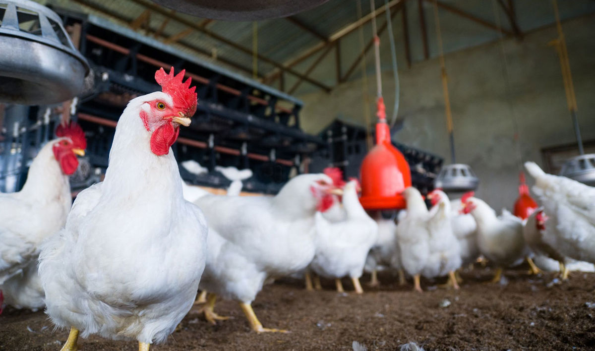مهم‌ترین دلیل افزایش قیمت مرغ، قاچاق به کشورهای همسایه است