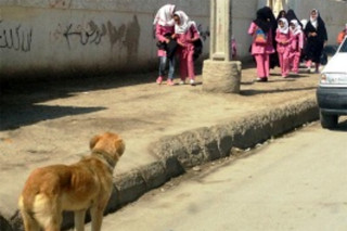سگ فروشی درنمایشگاه وسگهای ولگرد درحاشیه شهر