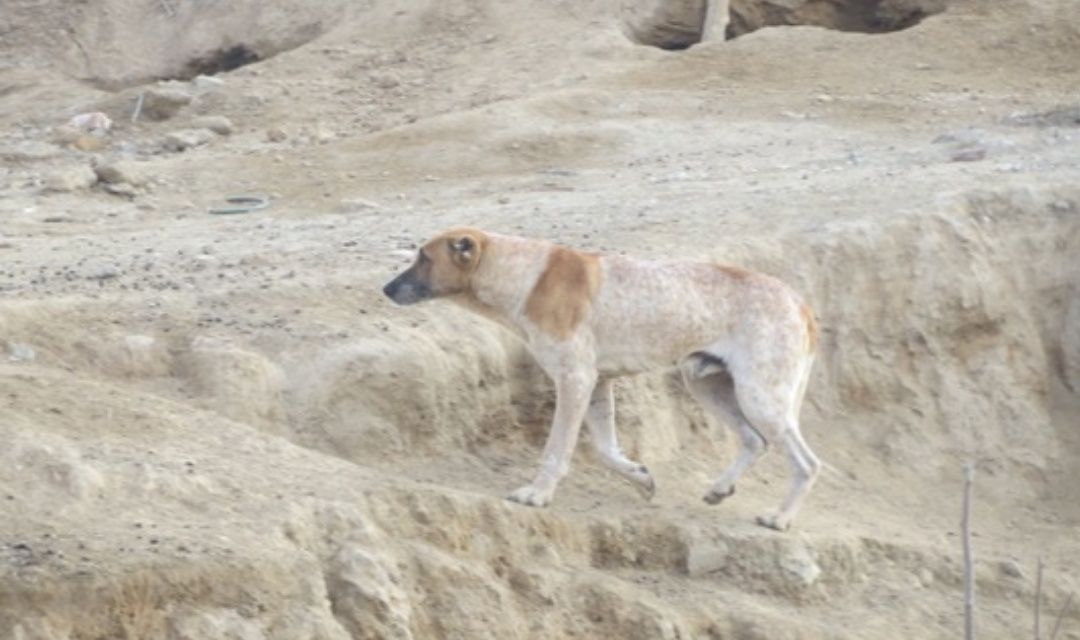 تکذیب کشتار سگ ها در میاندوآب