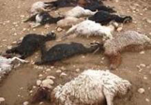 گرگ های گرسنه ۱۳۴ گوسفند را تلف کردند
