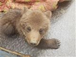 بچه خرس قهوه ای به محیط زیست گیلان تحویل شد