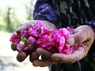 برداشت گل محمدی از باغات کشت وصنعت جوین