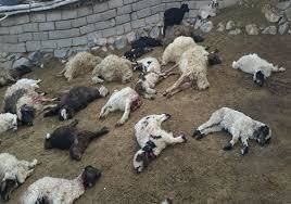 حمله گرگ‌ها به ۵۴ راس گوسفند در سبزوار+عکس