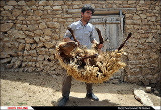 مراسم سنتی پشم چینی گوسفندان در روستای آقداش کلات/گزارش تصویری