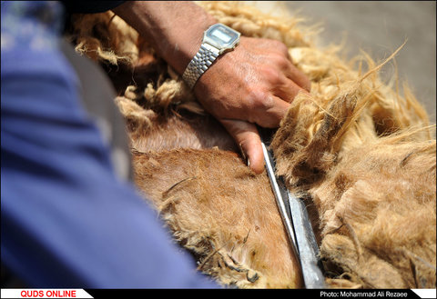 مراسم سنتی پشم چینی گوسفندان در روستای آقداش کلات