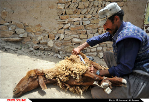 مراسم سنتی پشم چینی گوسفندان در روستای آقداش کلات