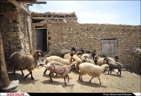 مراسم سنتی پشم چینی گوسفندان در روستای آقداش کلات