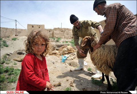 مراسم سنتی پشم چینی گوسفندان در روستای آقداش کلات