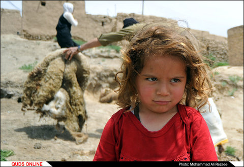 مراسم سنتی پشم چینی گوسفندان در روستای آقداش کلات