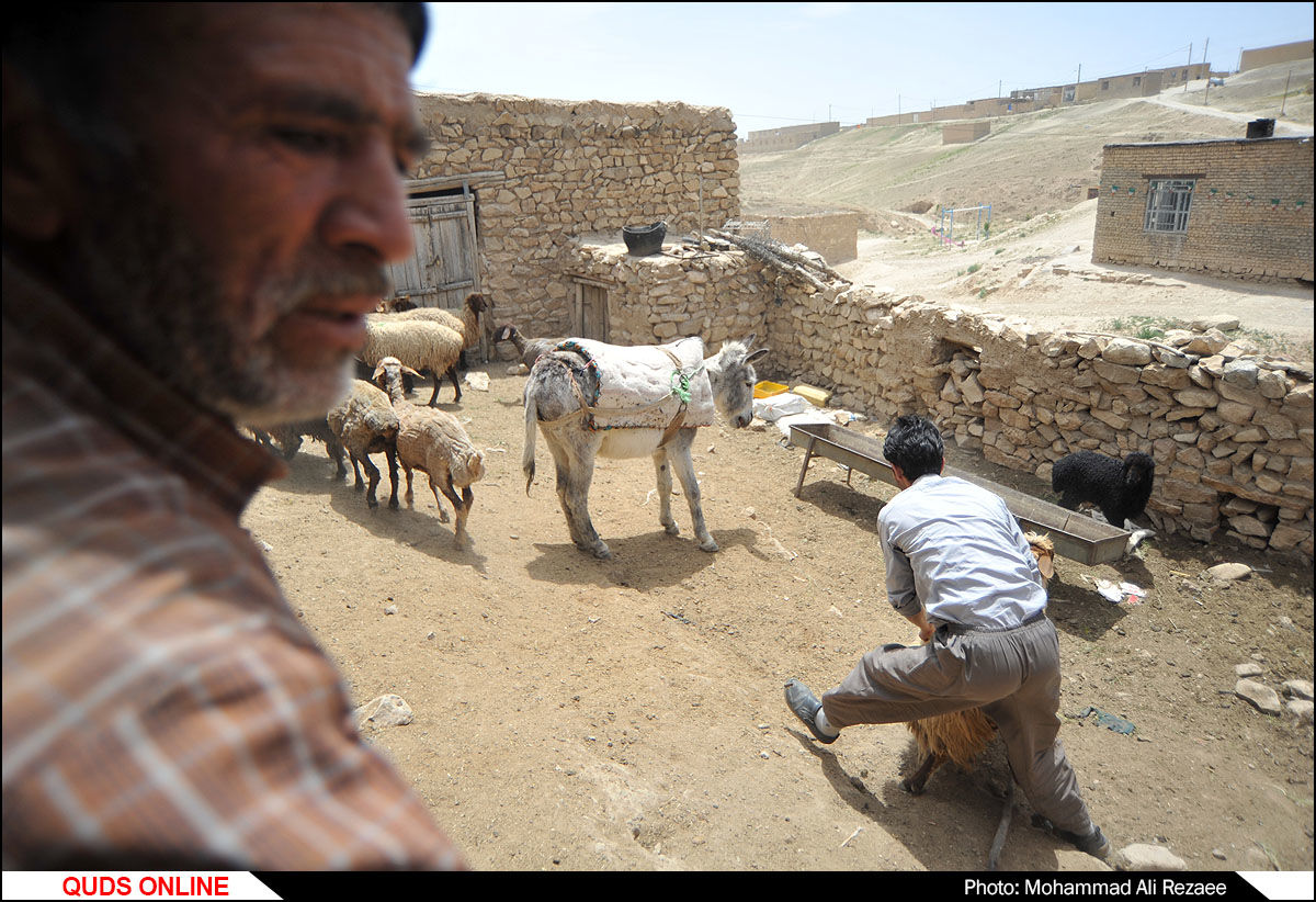 مراسم سنتی پشم چینی گوسفندان در روستای آقداش کلات
