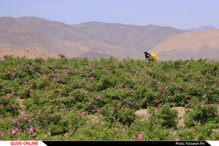 برداشت گل محمدی و گلابگیری در قمصر کاشان / گزارش تصویری